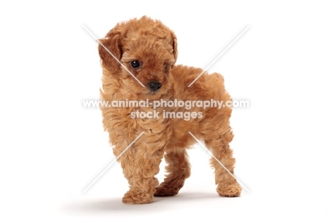 apricot toy Poodle puppy