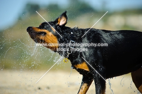 Rottweiler shaking out water