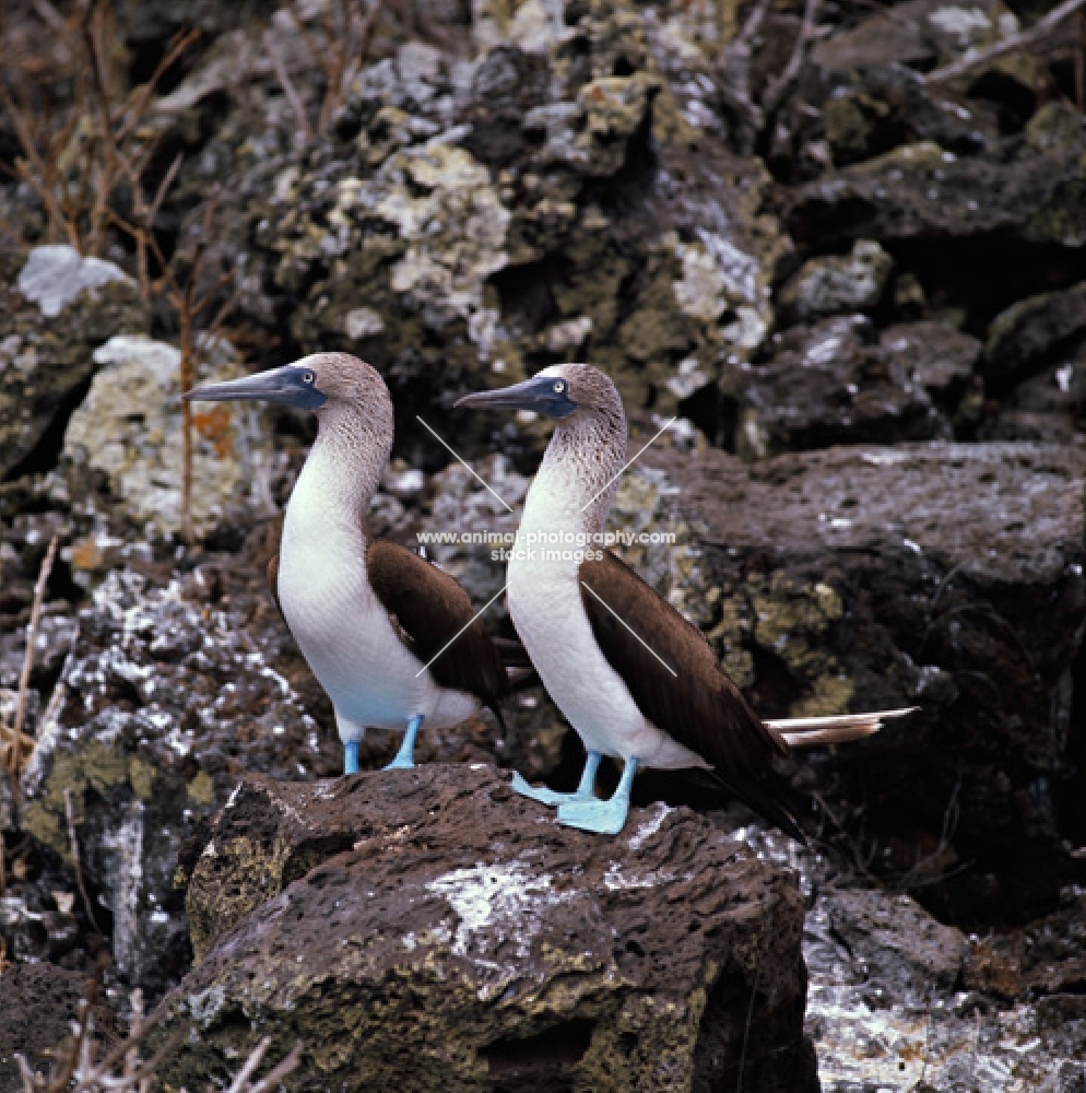 two blue footed boobies on champion island, galapagos islands