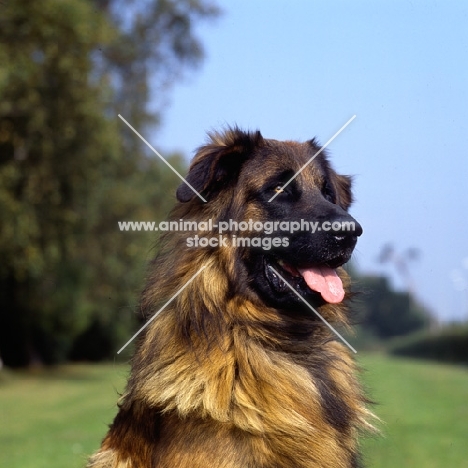 estrela mountain dog head portrait, uk breed record holder
