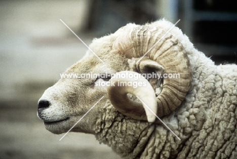 portland ram portrait