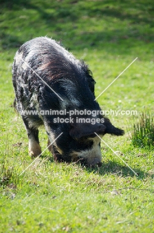 Kunekune pig grazing