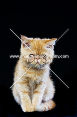 Exotic ginger kitten isolated on a black background