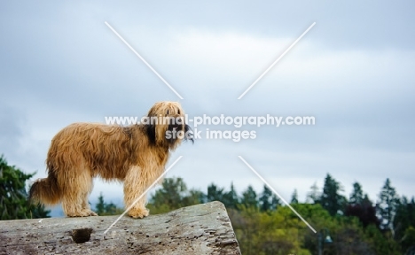 Briard on the look out