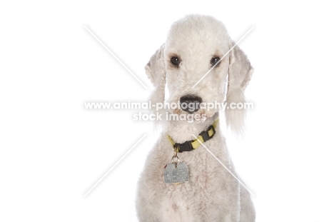 Bedlington Terrier wearing collar and name tag