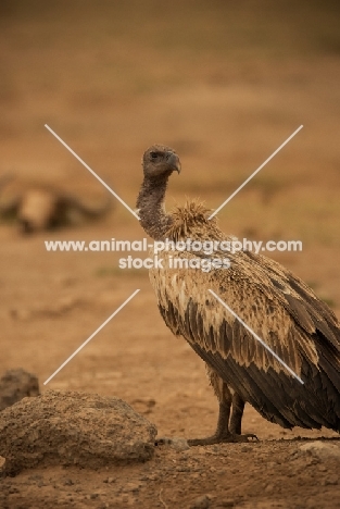 Vulture in Masai Mara