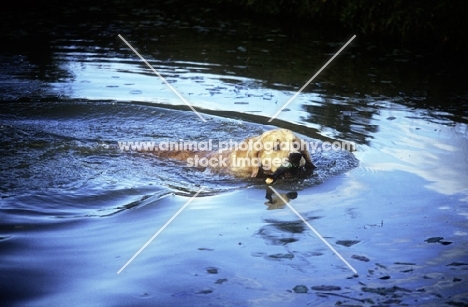 golden retriever retrieving in blue water