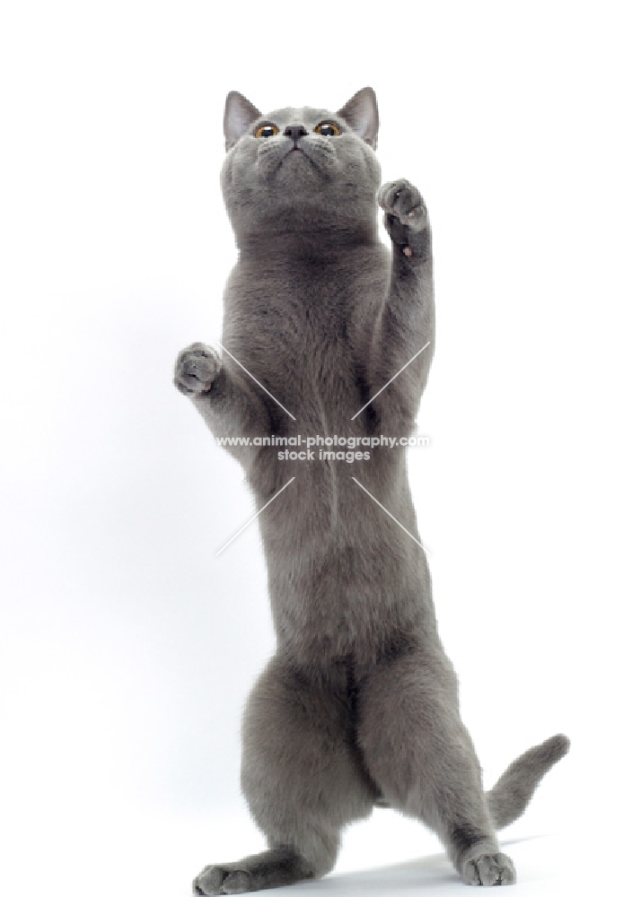 blue Chartreux cat on hind legs