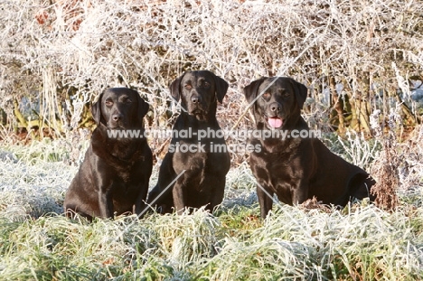 three Labradors in frost