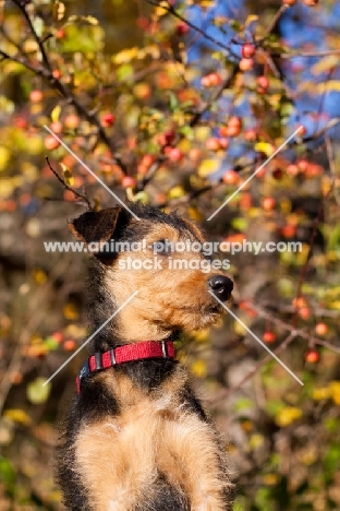 Airedale puppy