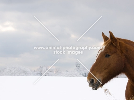 Suffolk Punch in winter