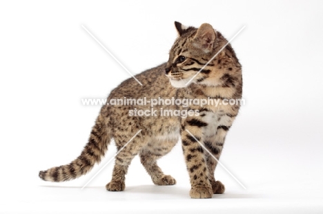 Golden Spotted Tabby Geoffroy's Cat, looking away