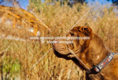 brown Shar Pei profile