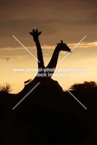 Giraffe