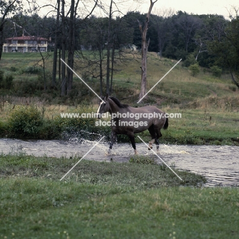 Blue Hornet, Canadian Cutting Horse walking through water