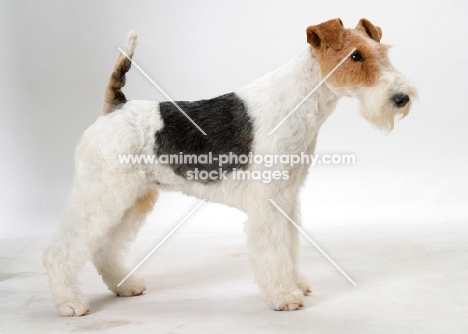 Australian Champion, Fox Terrier Wirehaired, side view