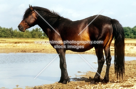 new forest pony stallion at water's edge in new forest