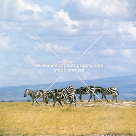 group of zebras walking together