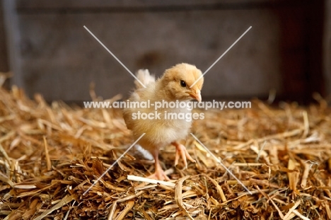 chick on straw