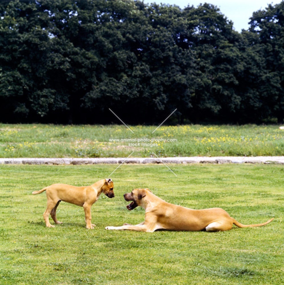 great dane and puppy from clausentum communicating