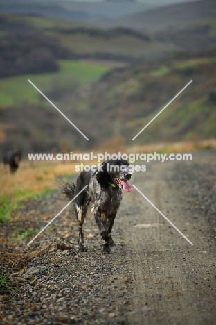 english walking on a gravel road