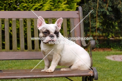 French Bulldog sitting on bench