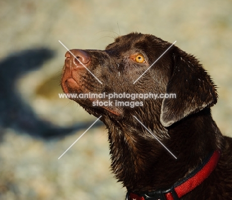 Head shot of Chocolate Lab.