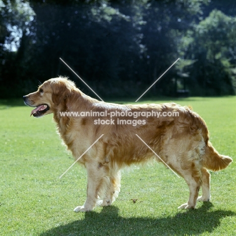 golden retriever side view