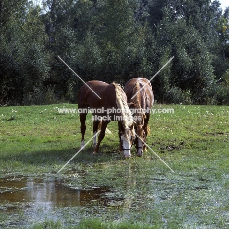 two Frederiksborgs grazing and drinking at shallow pool