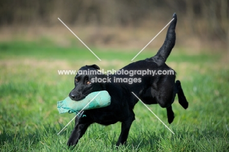 black labrador retrieving dummy