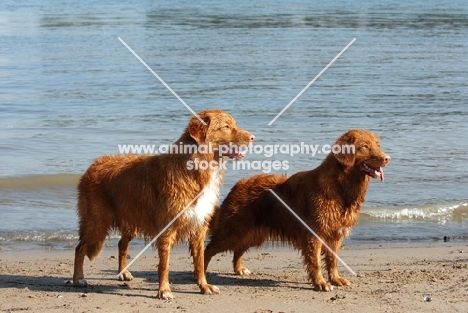 two nova scotia duck tolling retrievers