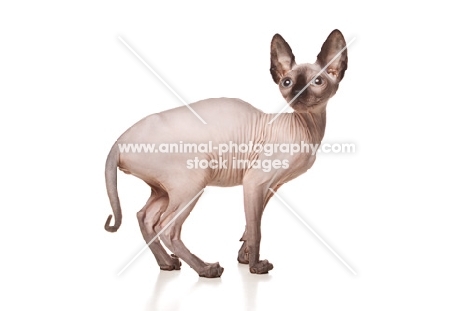 side view of Sphynx cat
