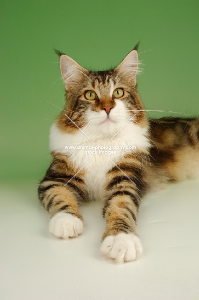 brown tabby and white maine coon cat on green background