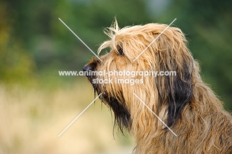 Briard profile