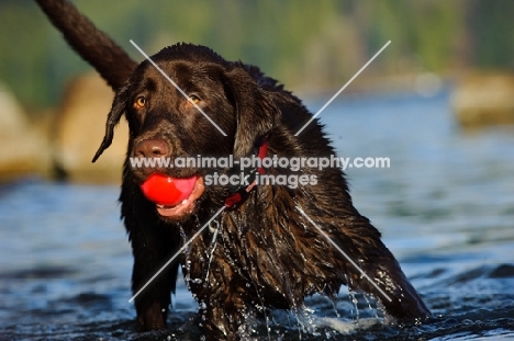 Chocolate Lab in the water with ball in mouth.