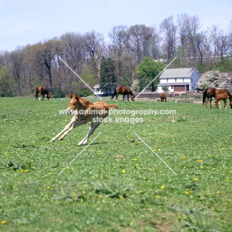 quarter horse foal cantering and turning like a cutting horse, in usa