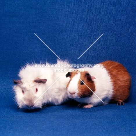 abyssinian and dutch marked guinea pig 