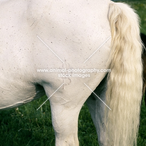 piber brand on lipizzaner