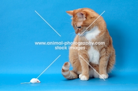 red tabby and white cat looking at toy mouse