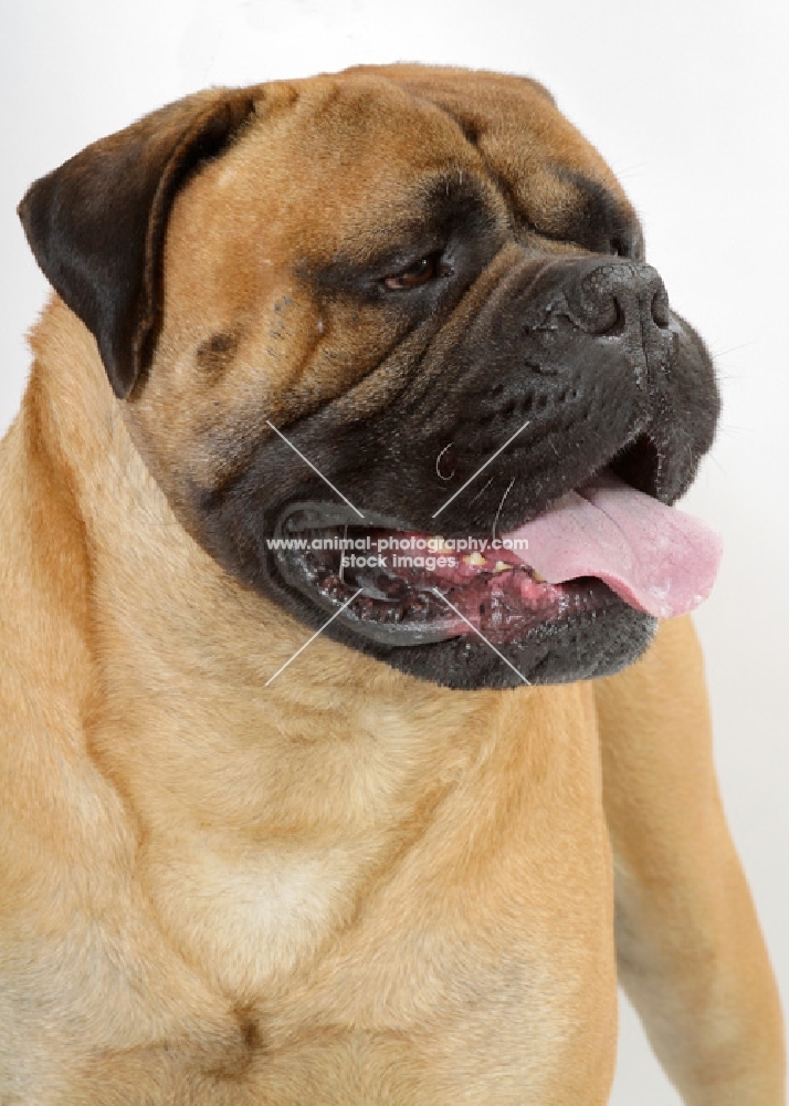 Australian Champion Bullmastiff, portrait