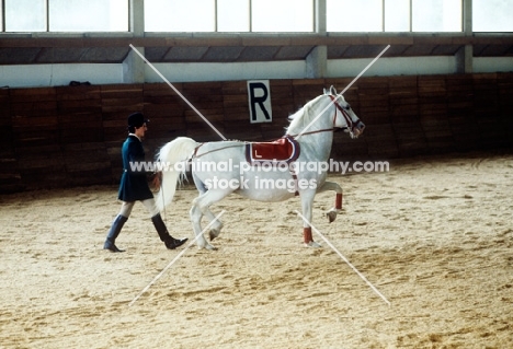 lipizzaners and handler in Great Riding Hall giving a display at lipica