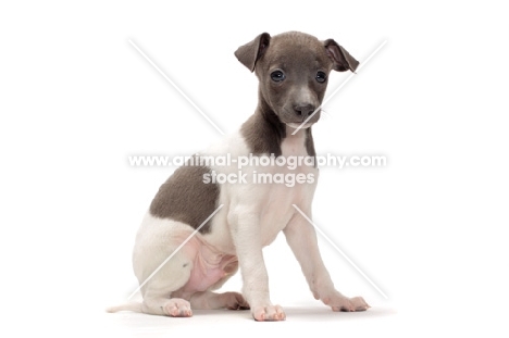 Italian Greyhound puppy sitting in studio