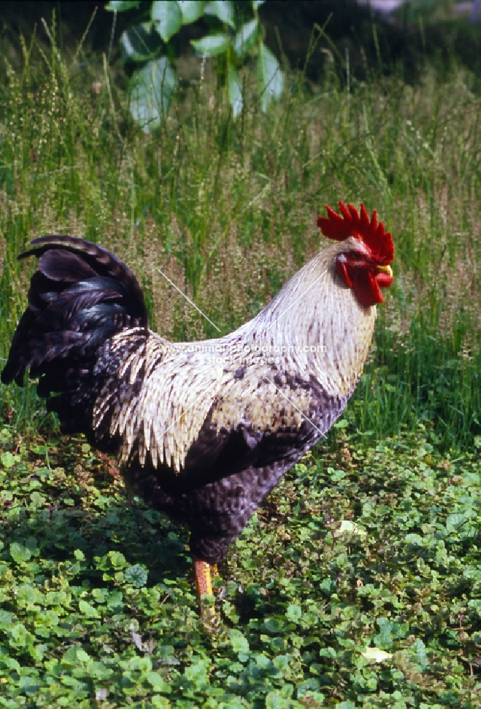 chicken cockerel