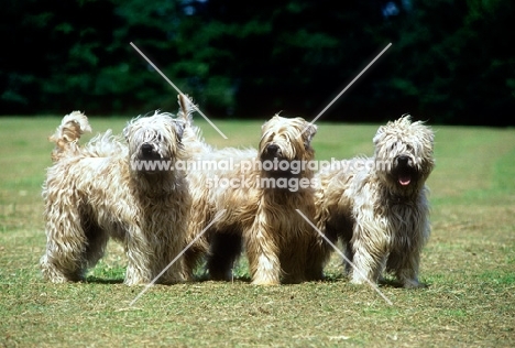 three soft coated wheaten terriers, undocked