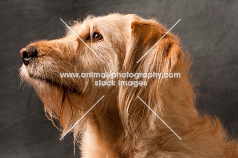 Goldendoodle portrait