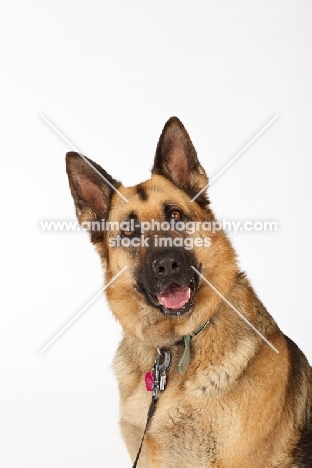 GSD (aka Alsatian) looking at camera