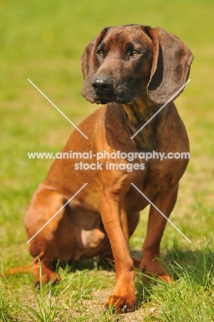 Bavarian Mountain Hound