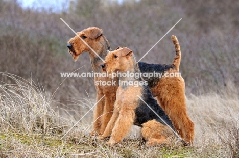 two Airedale Terriers