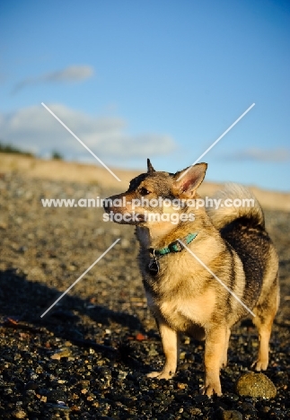 Swedish Vallhund near beach