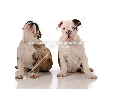 two Bulldogs sitting against white background one looking at camera and one looking up